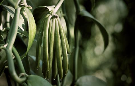 vanilla planifolia chanel.